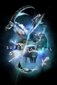 VER Super/Natural Online Gratis HD